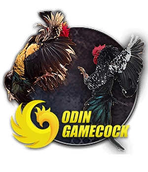 ODIN GAMECOCK – đá gà đua ngựa DR88