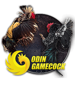 OD COCK – Đá gà / Đua ngựa
